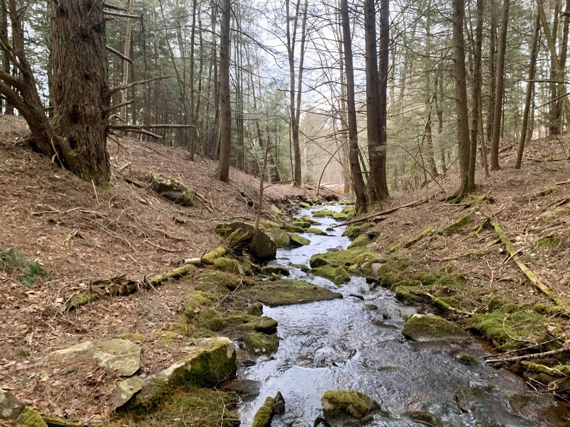 Creek view - Pine Creek Cabin