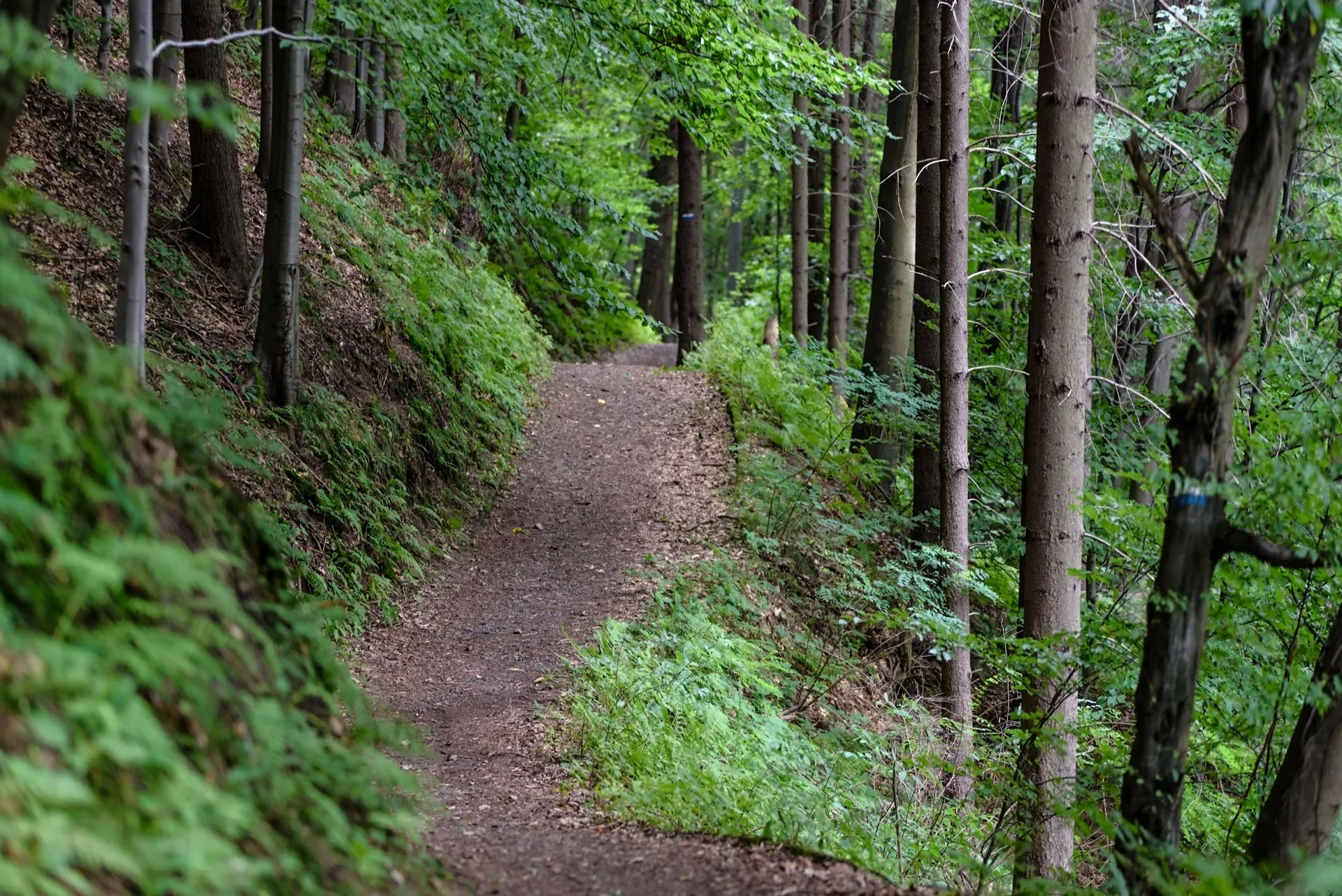 Hiking trails - Pine Creek Cabin